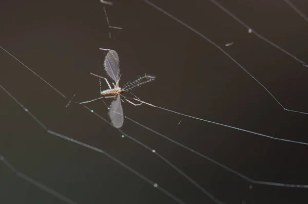 Insecte Mort Piégé Dans Une Toile Araignée Réserve Naturelle Intégrale — Photo