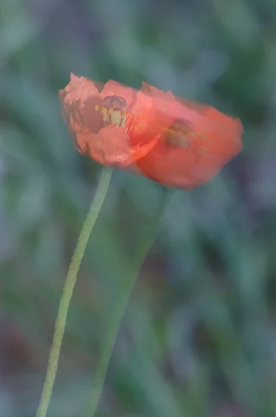Flower Common Poppy Papaver Rhoeas Moving Wind Picture Blur Suggest — Stock Photo, Image
