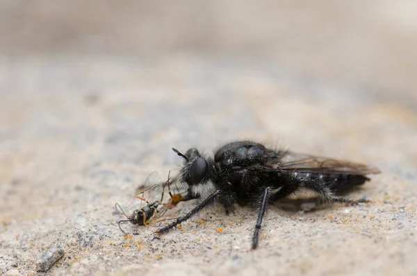 Fliegen Mit Einer Wespe Als Beute Naturreservat Von Inagua Gran — Stockfoto