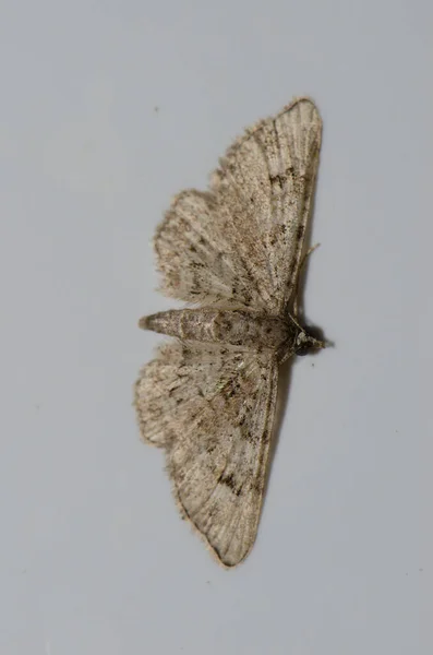 Moth Een Witte Muur Cruz Pajonales Integraal Natuurreservaat Van Inagua — Stockfoto