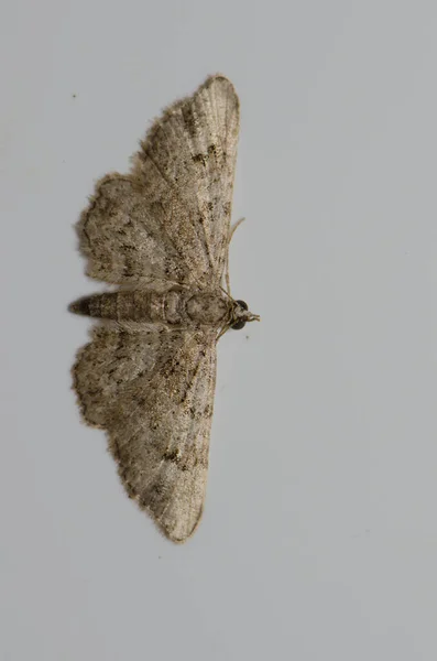Moth Een Witte Muur Cruz Pajonales Integraal Natuurreservaat Van Inagua — Stockfoto