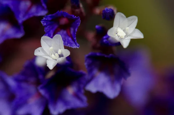 Blommor Havslavendel Limonium Vigaroense Integralt Naturreservat Inagua Gran Canaria Kanarieöarna — Stockfoto