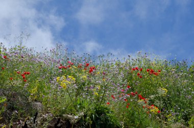 Poppy Papaver rhoeas, mor süt devedikeni Galactites tomentosa ve Sonchus acaulis. Las Cumbres Peyzaj. Büyük Kanarya. Kanarya Adaları. İspanya.