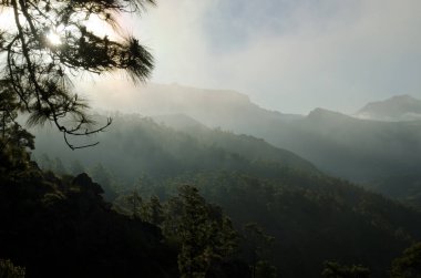 Kanarya Adası çam ağacı kanaryası İnagua 'da ve Gran Kanarya adasının güneybatısında ışığa karşı. Kanarya Adaları. İspanya.