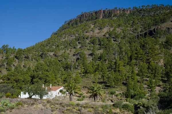 Kiefernwald Der Kanarischen Inseln Pinus Canariensis Ojeda Mountain Und Forest — Stockfoto