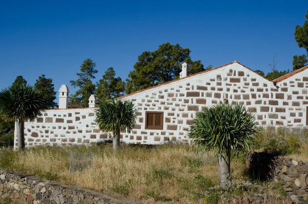 stock image Mogan, May 29, 2018: Forest House of Ojeda and young trees of Canary Islands dragon tree Dracaena draco. Inagua. Gran Canaria. Canary Islands. Spain.