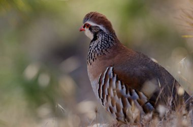 Kırmızı bacaklı keklik Alectoris Rufa. Pajonales. Integral Inagua Doğal Rezervi. Tejeda. Büyük Kanarya. Kanarya Adaları. İspanya.