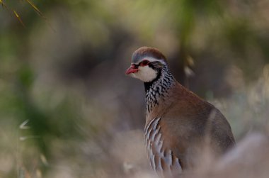 Kırmızı bacaklı keklik Alectoris Rufa. Pajonales. Integral Inagua Doğal Rezervi. Tejeda. Büyük Kanarya. Kanarya Adaları. İspanya.