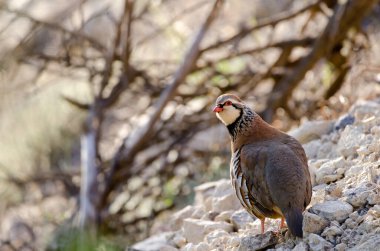 Kırmızı bacaklı keklik Alectoris Rufa. Pajonales. Integral Inagua Doğal Rezervi. Tejeda. Büyük Kanarya. Kanarya Adaları. İspanya.