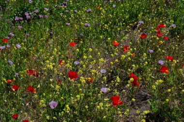 Yaygın gelincikler Papaver rhoeas, afyon haşhaş Papaver somniferum ve kısa ayak hardal Hirschfeldia incana. Büyük Kanarya. Kanarya Adaları. İspanya.