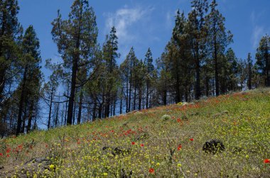 Kanarya Adası 'nın yanmış ormanları Pinus kanaryaları ve kır çiçekleriyle dolu çayırlar. Büyük Kanarya. Kanarya Adaları. İspanya.