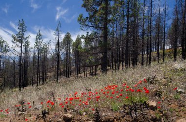 Kanarya Adası çam kozalaklarının yanmış ormanları ve çiçek açmış gelincikler. Büyük Kanarya. Kanarya Adaları. İspanya.
