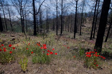 Kanarya Adası çam kozalaklarının yanmış ormanları ve çiçek açmış gelincikler. Büyük Kanarya. Kanarya Adaları. İspanya.