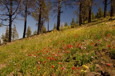 Kanarya Adası çam ağacının yanmış ormanı P. canariensis, gelincikler P. rhoeas ve afyon haşhaşı P. somniferum. Büyük Kanarya. Kanarya Adaları. İspanya.