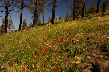 Kanarya Adası çam ağacının yanmış ormanı P. canariensis, gelincikler P. rhoeas ve afyon haşhaşı P. somniferum. Büyük Kanarya. Kanarya Adaları. İspanya.