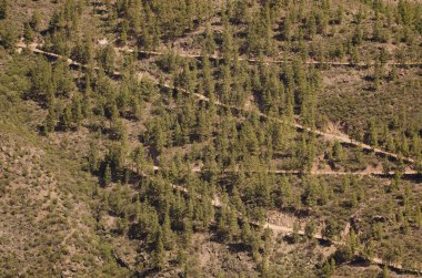 Kanarya Adası 'ndaki Pinus kanaryasındaki bir ormanda orman yolu. Nublo Kırsal Parkı. Büyük Kanarya. Kanarya Adaları. İspanya.