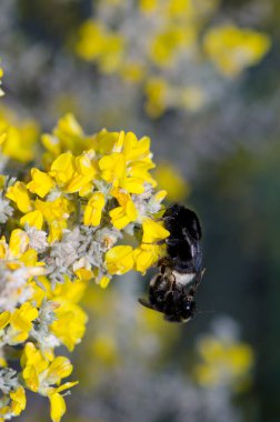 Bumblebees Bombus kanaryaları Genista microphylla çiçekleriyle çiftleşiyorlar. Büyük Kanarya. Kanarya Adaları. İspanya.