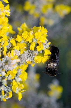 Bumblebees Bombus kanaryaları Genista microphylla çiçekleriyle çiftleşiyorlar. Büyük Kanarya. Kanarya Adaları. İspanya.