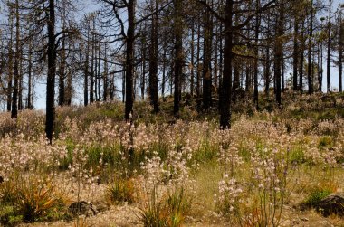 Yaz asphodel Asphodelus aestivus kanarya çam çamı kanaryasının çiçek açmış ve yanmış ormanında. Tejeda. Büyük Kanarya. Kanarya Adaları. İspanya.