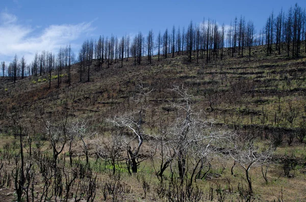 Terres Brûlées Dans Ravin Gran Canaria Îles Canaries Espagne — Photo