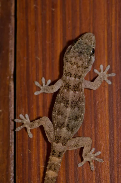 Boettgers Wall Gecko Tarentola Boettgeri Cruz Pajonales Integral Natural Reserve — Stock fotografie