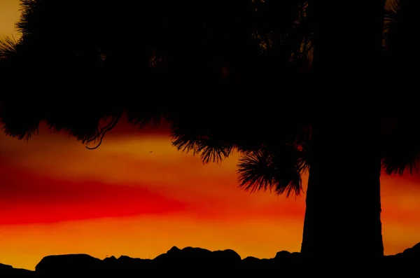 Canary Island Πεύκο Pinus Canariensis Στο Ηλιοβασίλεμα Αγροτικό Πάρκο Νούμπλο — Φωτογραφία Αρχείου