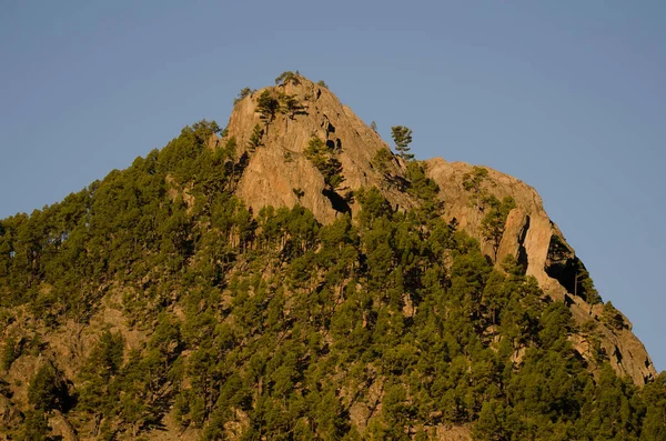 Morro Pajonales Klippa Och Skog Kanarisk Tall Pinus Canariensis Pajonales — Stockfoto