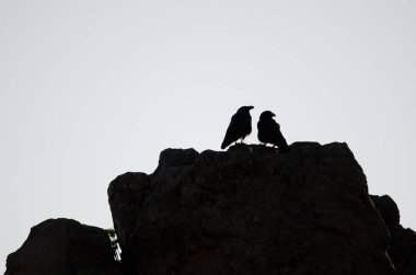 Bir çift Kanarya Adaları Kuzgunları Corvus Corax Canariensis. Nublo Kırsal Parkı. Tejeda. Büyük Kanarya. Kanarya Adaları. İspanya.
