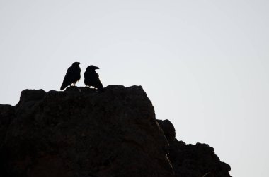 Bir çift Kanarya Adaları Kuzgunları Corvus Corax Canariensis. Nublo Kırsal Parkı. Tejeda. Büyük Kanarya. Kanarya Adaları. İspanya.