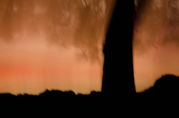 カナリア島の抽象的なイメージは 動きの感覚を作成する日没時にピンカナリエンシス松 テジェダ グラン カナリア カナリア諸島 スペイン — ストック写真