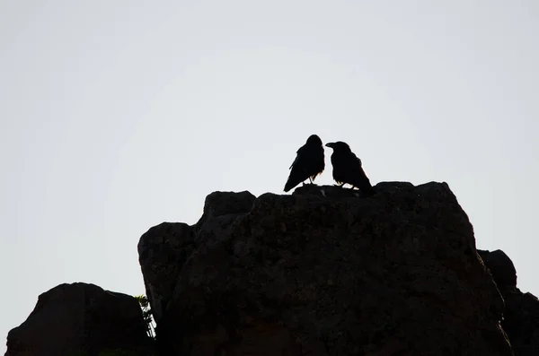Paire Corbeaux Des Îles Canaries Corvus Corax Canariensis Parc Rural — Photo
