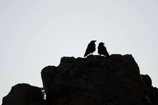 Coppia Corvi Delle Isole Canarie Corvus Corax Canariensis Parco Rurale — Foto Stock