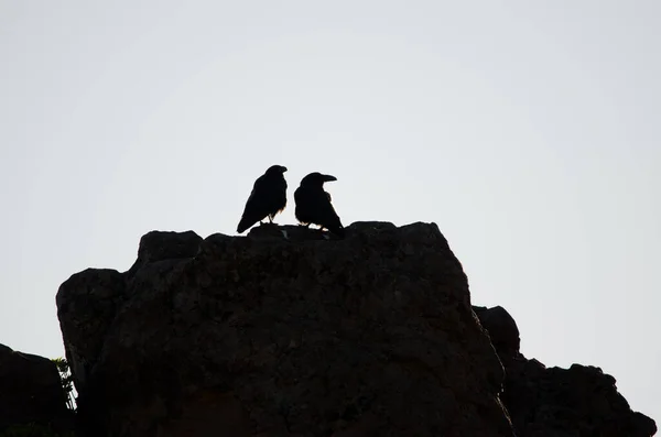 Bir Çift Kanarya Adaları Kuzgunları Corvus Corax Canariensis Nublo Kırsal — Stok fotoğraf