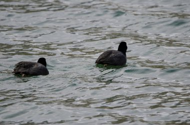 Bir çift Avrasyalı coots Fulica atra. Yunoto Gölü. Nikko Ulusal Parkı. Japonya.