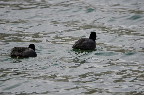 Para Euroazjatyckich Korzeni Fulica Atra Jezioro Yunoto Park Narodowy Nikko — Zdjęcie stockowe
