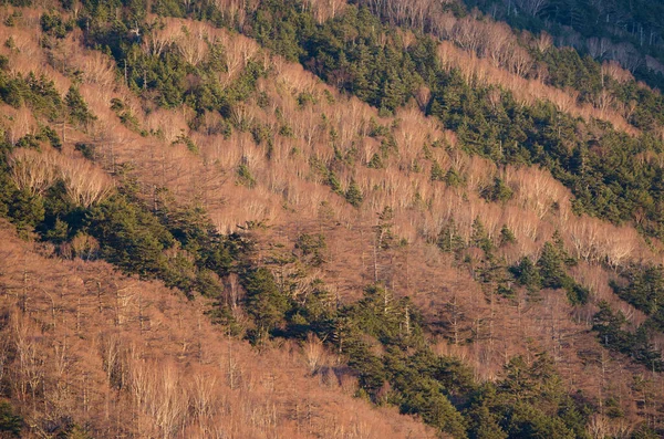 stock image Mixed forest in Nikko National Park. Japan.