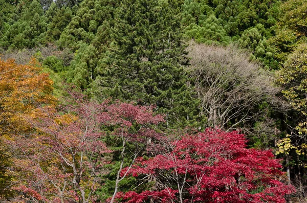 Μικτή Δάσος Φθινόπωρο Εθνικό Πάρκο Νίκο Ιαπωνία — Φωτογραφία Αρχείου