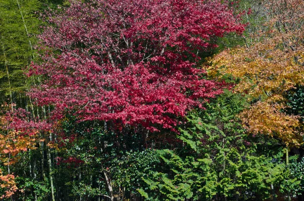 Смешанный Лес Осенью Национальный Парк Никко Япония — стоковое фото