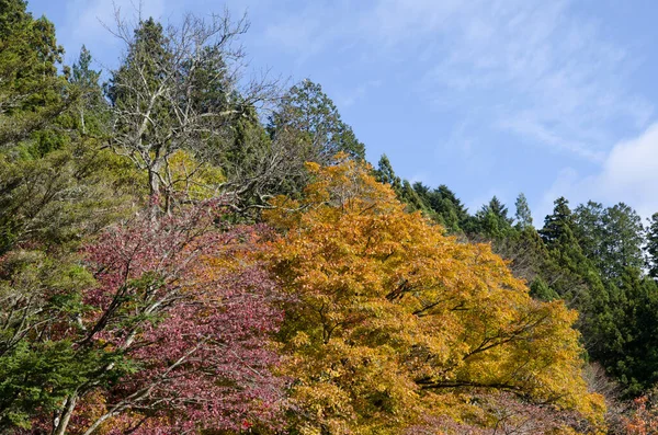 Forêt Mixte Automne Parc National Nikko Japon — Photo