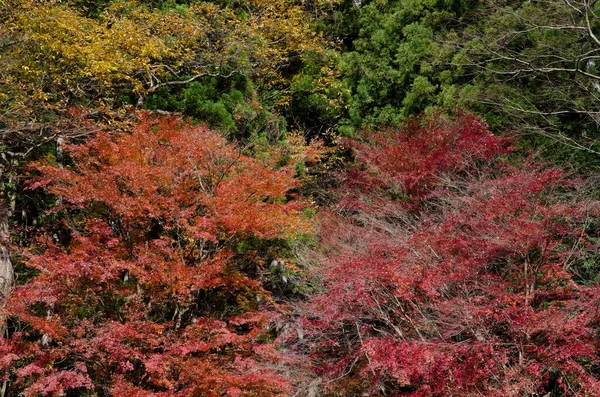 Gemengde Bossen Herfst Nationaal Park Nikko Japan — Stockfoto