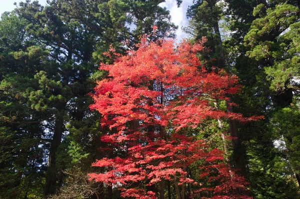 秋になると 前景にカエデのエイサーのヤシの木が混在します 日光国立公園 栃木県 — ストック写真