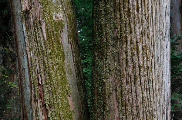 Trunks Japanese Cedar Cryptomeria Japonica Nikko Tochigi Prefecture Japan — Stock Photo, Image