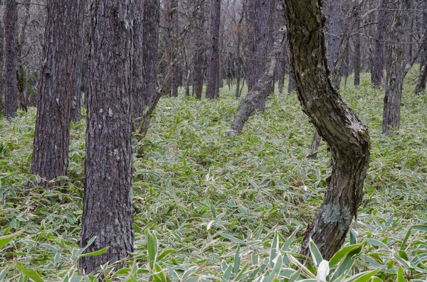 Леса Японской Лиственницы Larix Kaempferi Национальный Парк Никко Префектура Тотиги — стоковое фото