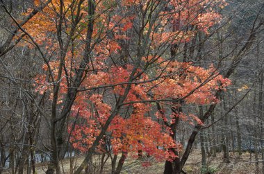 Japon akçaağaç Acer palmatumu olan bir orman. Nikko Ulusal Parkı. Tochigi Bölgesi. Japonya.