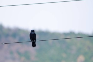 Büyük gagalı karga Corvus makrohynchos japonensis. Nikko Ulusal Parkı. Tochigi Bölgesi. Japonya.