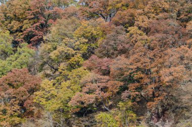Broadleaf Ormanı sonbaharda. Nikko Ulusal Parkı. Tochigi Bölgesi. Japonya.