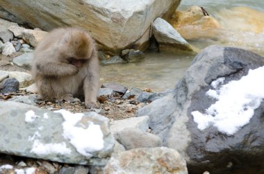 Genç Japon Macaca fuscata. Jigokudani Maymun Parkı. Yamanouchi. Nagano Bölgesi. Joshinetsu Kogen Ulusal Parkı. Japonya.