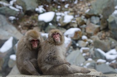 Japon makakası Macaca fuscata. Jigokudani Maymun Parkı. Yamanouchi. Nagano Bölgesi. Joshinetsu Kogen Ulusal Parkı. Japonya.