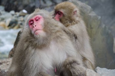 Bir Japon Macaca fuscata 'sı diğerini tımar ediyor. Jigokudani Maymun Parkı. Yamanouchi. Nagano Bölgesi. Joshinetsu Kogen Ulusal Parkı. Japonya.