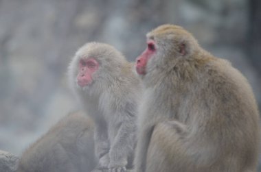 Japon makakası Macaca fuscata. Jigokudani Maymun Parkı. Yamanouchi. Nagano Bölgesi. Joshinetsu Kogen Ulusal Parkı. Japonya.